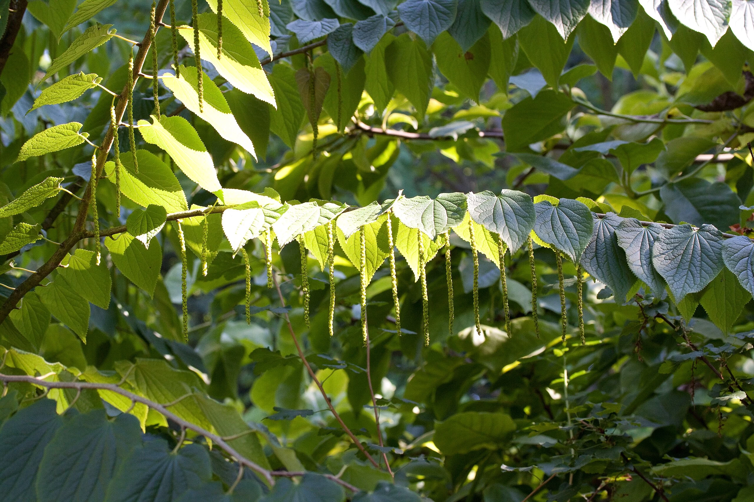 Tetracentron sinense