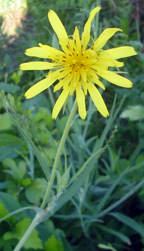 Tragopogon pratensis