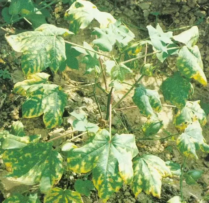 Verticillium Wilt