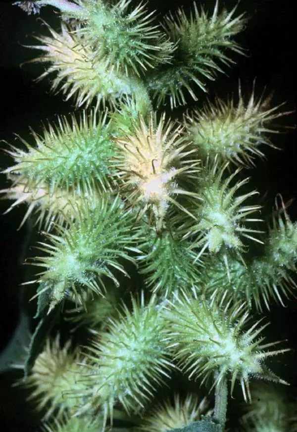 Xanthium strumarium
