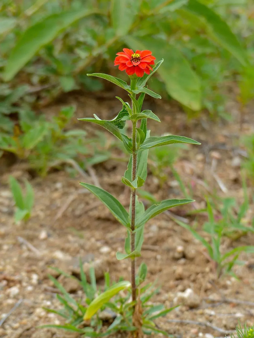 Zinnia peruviana