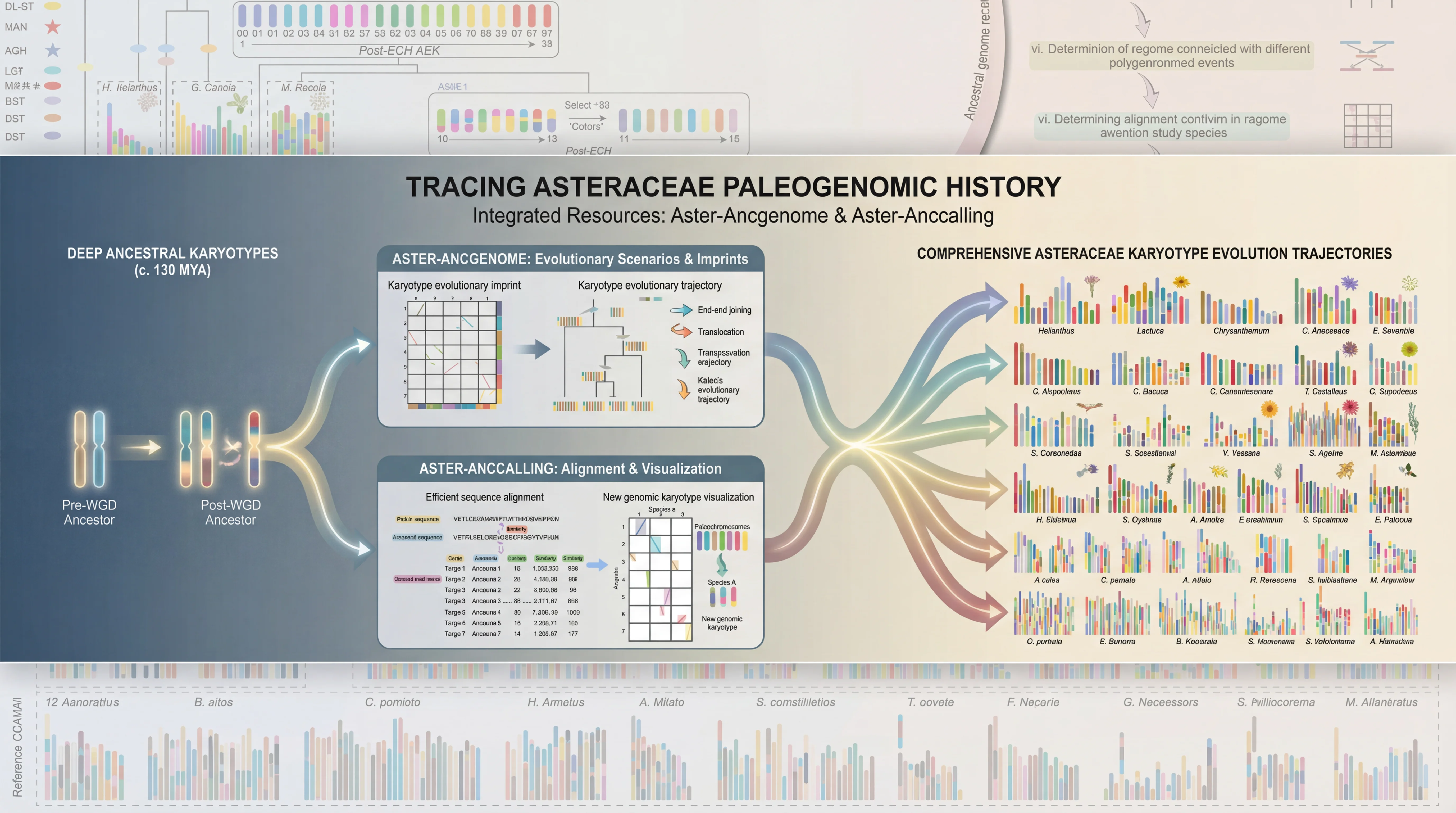 Ancestral Karyotype